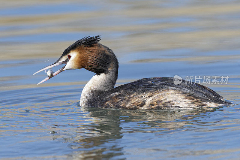 大冠鸊鷉吃鱼(Podiceps cristatus)